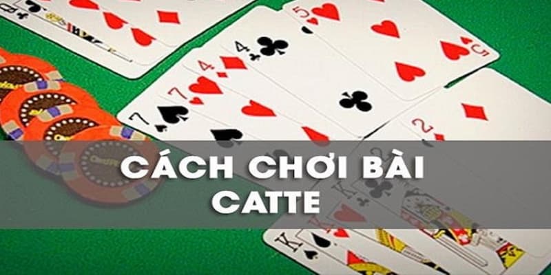 Cách Chưng Bài Catte: Bí Quyết Chơi Đỉnh Cao Cho Chiến Thắng