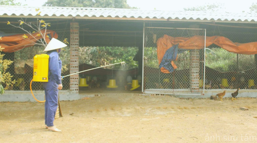 Nguyên nhân và cách phòng ngừa bệnh nấm cây trồng ở gà