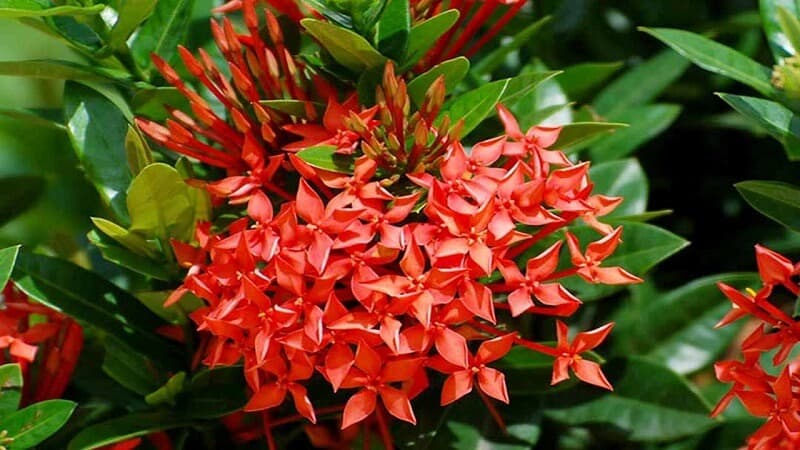 Cây Bông Trang Có Những Ý Nghĩa Phong Thủy Như Thế Nào