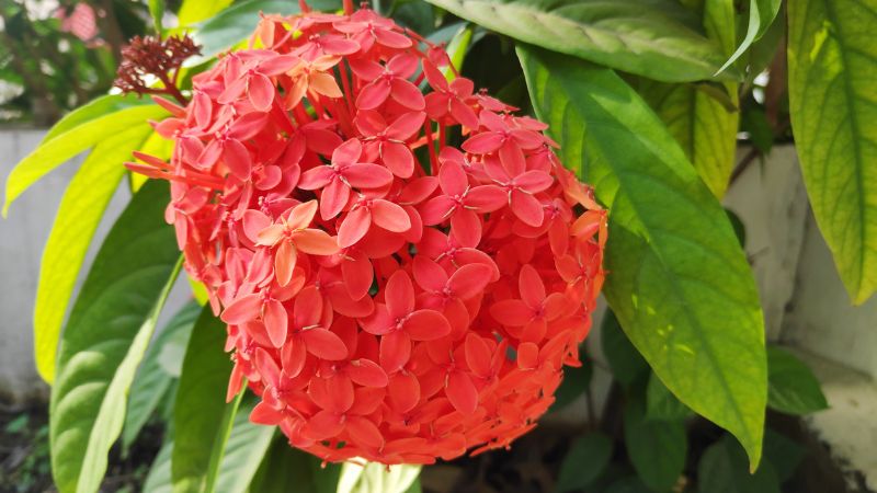 Tìm hiểu về tầm quan trọng của cây bông, hình ảnh, cách trồng và chăm sóc tại nhà