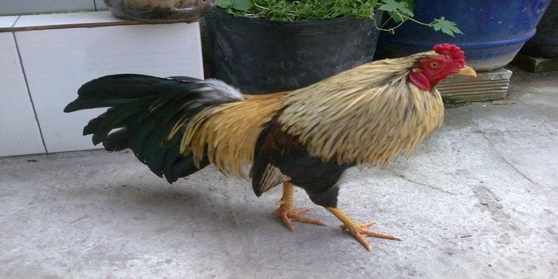 Nguyên Nhân Và Cách Điều Trị Gà Bị Liệt Chân Chuẩn Nhất - JUN88