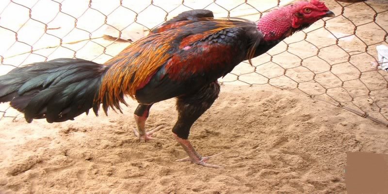 Nguyên Nhân Và Cách Điều Trị Gà Bị Liệt Chân Chuẩn Nhất - JUN88