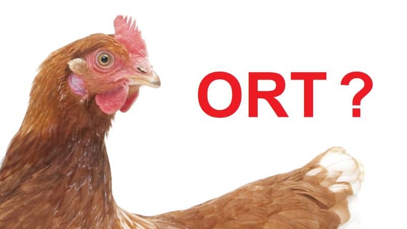 Bệnh Ort Trên Gà Và Thuốc điều Trị Bệnh Ort Hiệu Quả