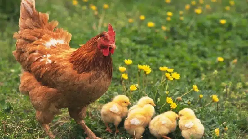 Bệnh Ort Trên Gà Và Thuốc điều Trị Bệnh Ort Hiệu Quả