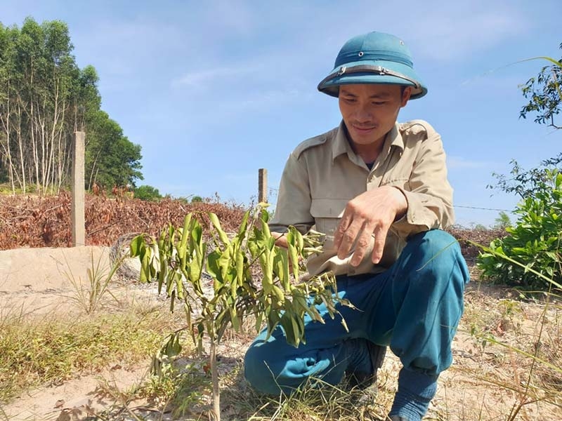 Gió phơn là gì 6