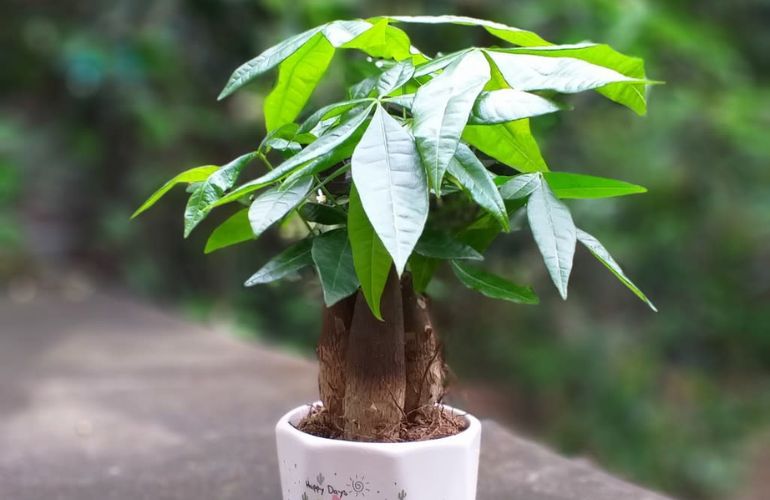 Mệnh mộc hợp cây gì? Top 15 cây để bàn làm việc hợp mệnh Mộc giúp thu hút tài lộc