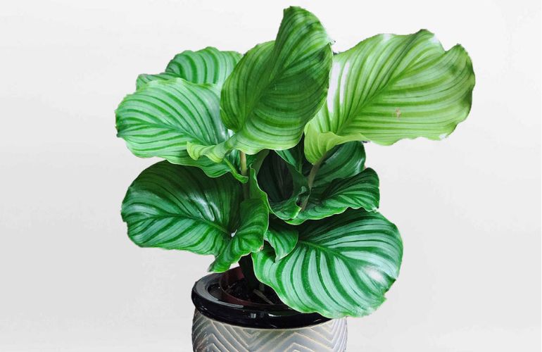 Mệnh mộc hợp cây gì? Top 15 cây để bàn làm việc hợp mệnh Mộc giúp thu hút tài lộc