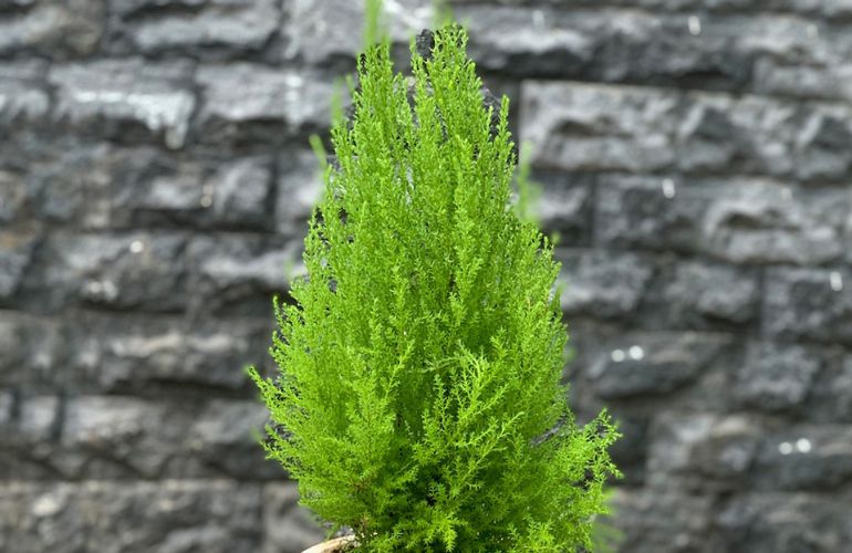 Mệnh mộc hợp cây gì? Top 15 cây để bàn làm việc hợp mệnh Mộc giúp thu hút tài lộc