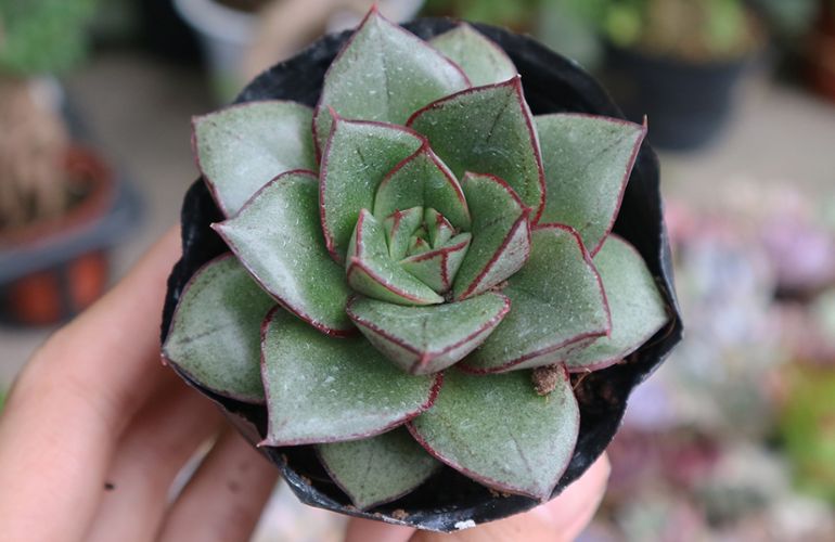 Mệnh mộc hợp cây gì? Top 15 cây để bàn làm việc hợp mệnh Mộc giúp thu hút tài lộc