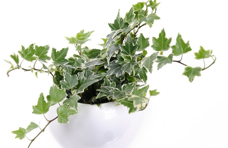 Mệnh mộc hợp cây gì? Top 15 cây để bàn làm việc hợp mệnh Mộc giúp thu hút tài lộc