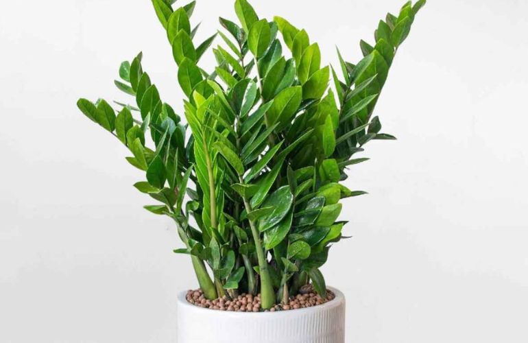 Mệnh mộc hợp cây gì? Top 15 cây để bàn làm việc hợp mệnh Mộc giúp thu hút tài lộc