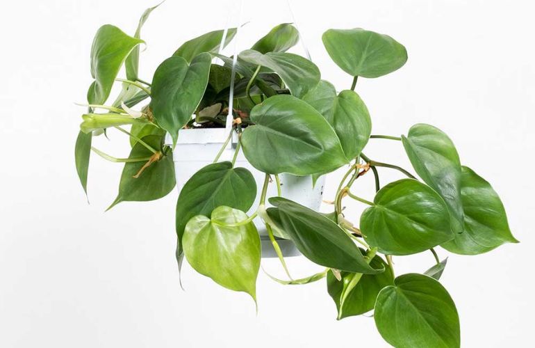 Mệnh mộc hợp cây gì? Top 15 cây để bàn làm việc hợp mệnh Mộc giúp thu hút tài lộc