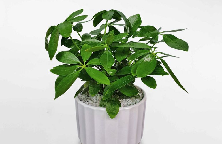 Mệnh mộc hợp cây gì? Top 15 cây để bàn làm việc hợp mệnh Mộc giúp thu hút tài lộc