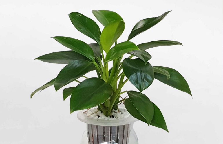 Mệnh mộc hợp cây gì? Top 15 cây để bàn làm việc hợp mệnh Mộc giúp thu hút tài lộc