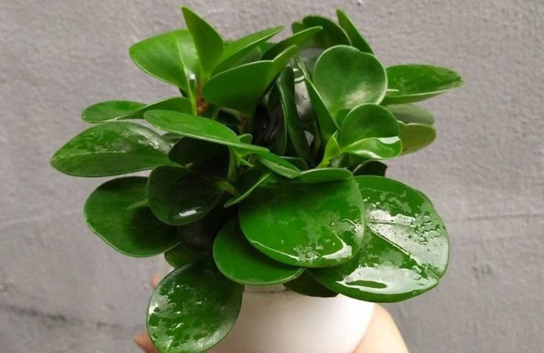 Mệnh mộc hợp cây gì? Top 15 cây để bàn làm việc hợp mệnh Mộc giúp thu hút tài lộc