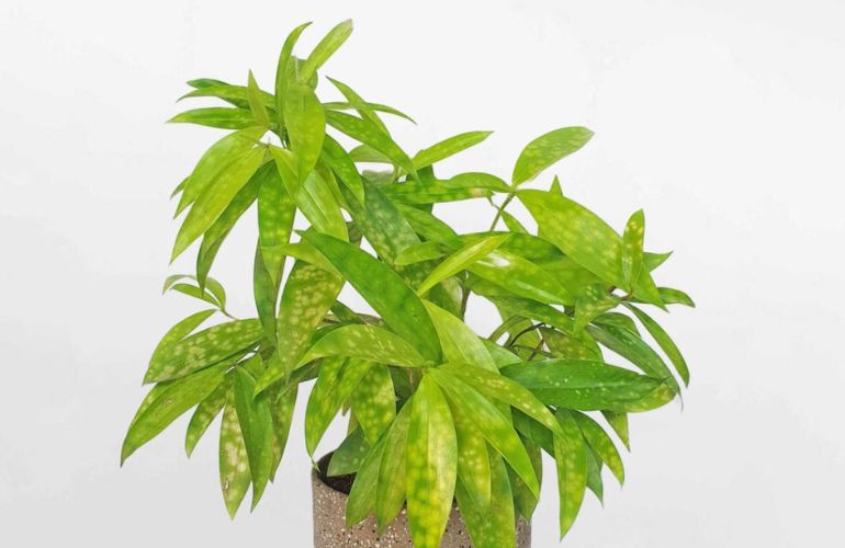 Mệnh mộc hợp cây gì? Top 15 cây để bàn làm việc hợp mệnh Mộc giúp thu hút tài lộc