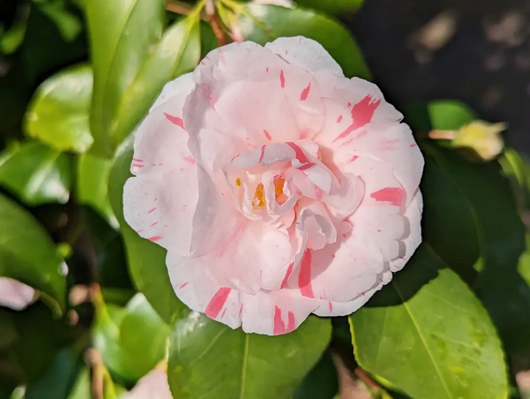 Truyền thuyết buồn nhưng đẹp về loài hoa phù dung