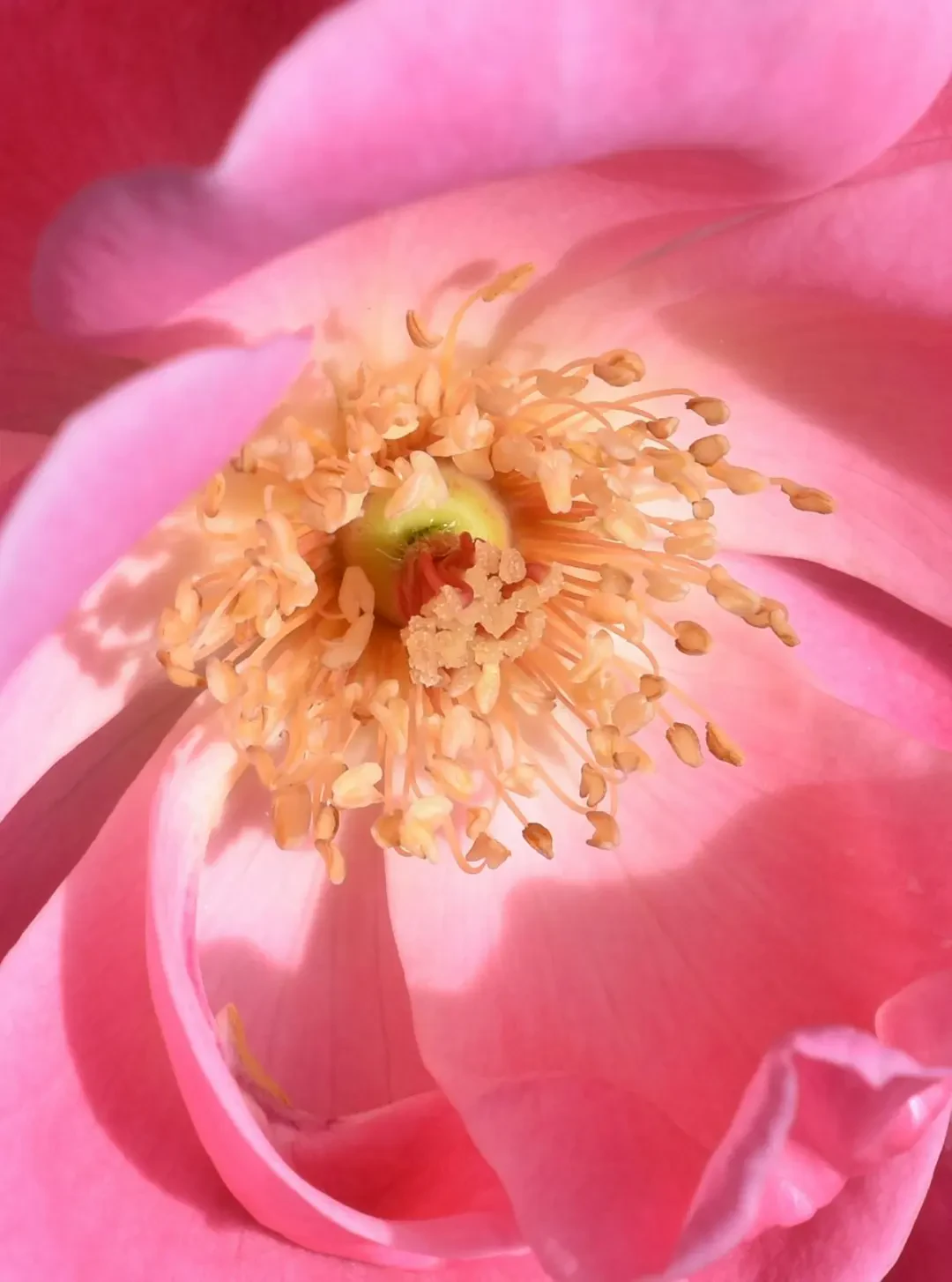 Sự thay đổi màu sắc mang ý nghĩa triết lý của hoa phù dung