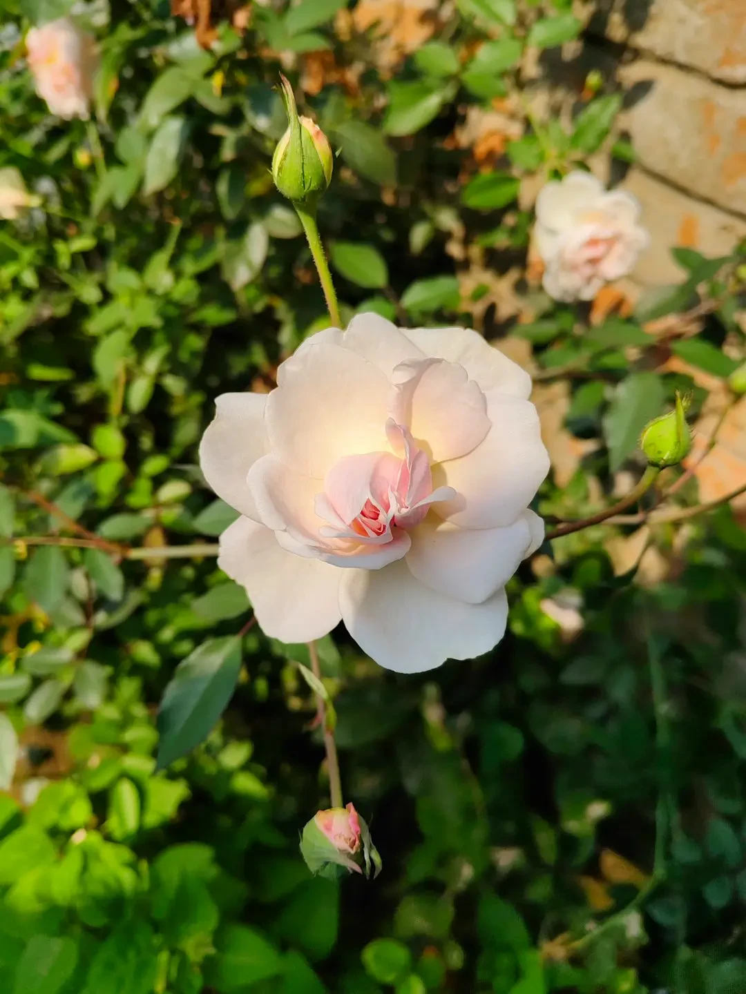 Hoa phù dung trong nghệ thuật Á Đông