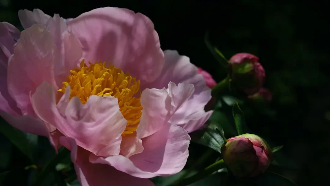 Ứng dụng hoa phù dung trang trí