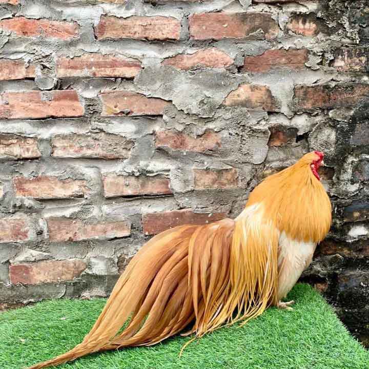 Gà Tân Châu - Cá Bảy Màu