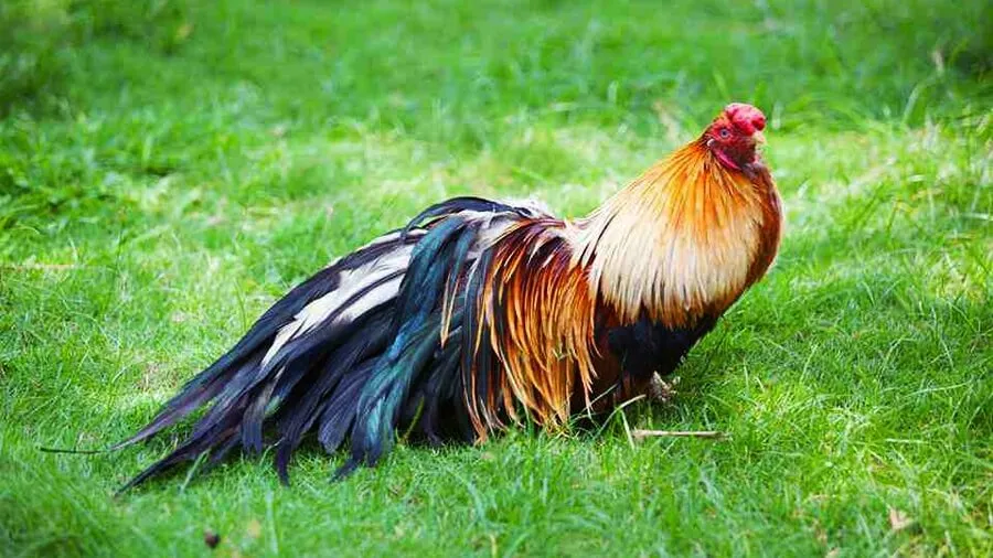 Giống Gà Tre Tân Châu: Nguồn Gốc, Đặc Điểm Và Kỹ Thuật Nuôi Dưỡng