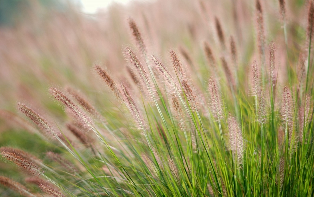 Cùng bông cỏ may tìm về miền ký ức