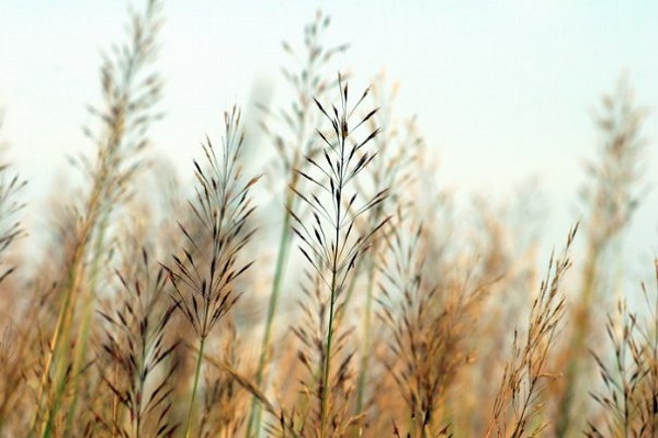 Ý nghĩa giản đơn của hoa cỏ may gợi nhớ tuổi thơ