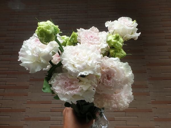 Hoa cát tường xoăn nở bung sang trọng