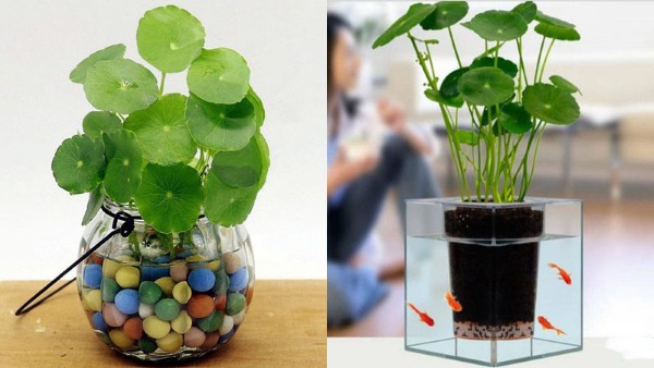 Vị trí đặt cây đồng tiền trong nhà theo phong thủy