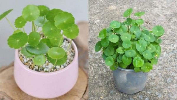 Nguồn gốc và đặc điểm sinh học của cây đồng tiền